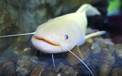 albino-fish.jpg
